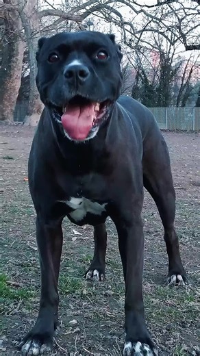 #bandog #guarddog #top