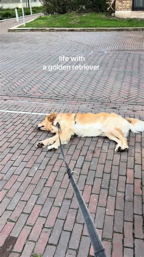 Life with a Golden Retriever: Joys and Challenges