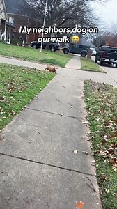 Neighbor Has A Super Funny Dog!😂😋😀 #facebookreelsviral #labrador #viral | Scary Pranks