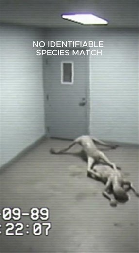 Recovered Footage Shows Two Unidentified Creatures | Tape 03-B #AnalogHorror #FoundFootage #Shorts