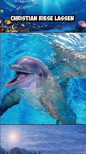 "I Just Want To Be Part Of Your Symphony" Dolphin Meme Blows Up On TikTok