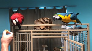 Tango and Caprice still won't step up for me. They still think I'm uncool. Little do they know.... Tango and Caprice are bonded macaws waiting to be adopted together into a loving forever home. Please see our adoption policies at greyhavenbirds.com Adopt, don't shop. | Greyhaven Exotic Bird Sanctuary