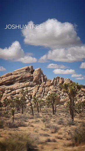 🌞🌞🌞 Hello from the Joshua Tree! . #joshuatree . Here are some of our favorite places to visit: . 1️⃣ Joshua Tree Certified Farmers Market - @joshuatreefarmersmarket1 Saturdays 8 AM – 1 PM. Hwy 62, Joshua Tree, California. . We have one of the best farmers markets right in Joshua Tree. It has tons of farm fresh produce every week, including fresh flowers and herbs. . 2️⃣ Noah Purifoy Outdoor Museum @noahpurifoyfoundation - The Noah Purifoy Outdoor Desert Art Museum of Assemblage Sculpture welc