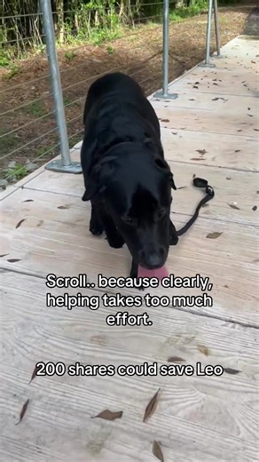 Meet Leo — a brave, gentle soul fighting cancer with nothing but love in his heart. 💛 Despite his diagnosis, Leo still wags his tail and greets everyone with pure joy — as if reminding us that hope is never lost. 🐾 Now, Leo needs life-saving surgery to remove the cancer and get his second chance at life. His family has done everything possible, but they need help reaching the $4,700 goal for his operation. Every share, donation, and kind thought brings Leo one step closer to healing. 🙏 💬 Don