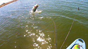 In this episode, I'm doing a little springtime bass fishing on a new lake in Texas with my buddies Matt Scotch and Max Moore. The spawn is coming to an end, and unseasonably warm temps have the bass fired up. I'm sharing my tactics for dissecting a new fishery as I search for a giant. Who else has been able to get out and chase some bass during these quarantimes? Where at? Y'all been catchin 'em? Comment below and tell me about it. | Field Trips with Robert Field