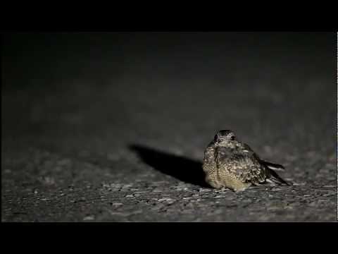 台灣夜鷹~起飛 Allied Nightjar launching