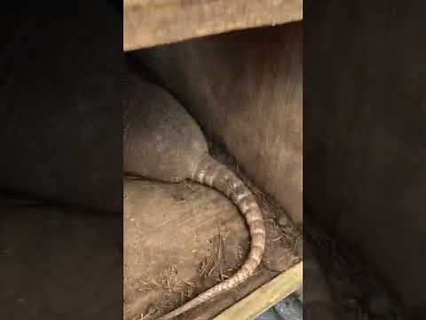 How to build an armadillo trap