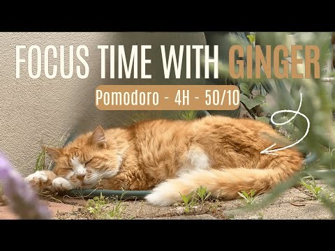 🐾 4-Hour Focus Time with Ginger | Pomodoro 50-10 | ☀️ Sunny Morning Study Vibes | Ambient Music