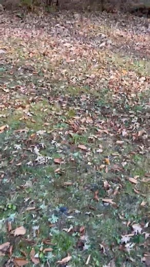 I have rolled, Jelly Belly got hung up on the graveyard fence!! 😂😂🤣🤣. I should have left him there for awhile like I couldn’t get him loose!! 😂😂🤣🤣🪦🪦💀💀🪦🪦💀💀 #jellybelly #gailypoob #graveyard #dbgo #GodisKing #fblifestyle | Gailypoob & Jelly Belly