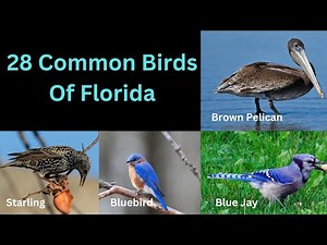 28 Common Birds Of Florida