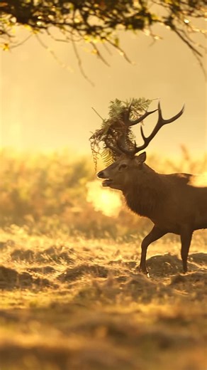 The King’s roar… The red deer (Cervus elaphus) is one of the largest deer species, with males (stags) weighing up to 240kg and featuring large, branched, annual antlers. Known for their red-brown summer coat, cream-colored rump, and distinct, loud bellowing during the autumn rutting season, they are adaptable herbivores inhabiting woodlands, moorlands, and mountains. Video was taken in England, during a sunrise in September 2025. #reddeer #deerrut #wildlifephotography | Maksymilian Paczkowski Ph