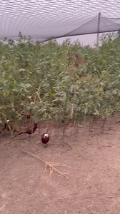 23K views · 365 reactions | Our oldest pheasants are getting breakfast in before the rain this morning ⛈️ | Pete’s Pheasant Farm | Facebook
