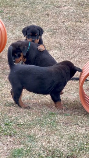 Puppies are getting big❤️ Play is getting rough🫣😇 9 Weeks Old Rottweiler Puppies❤️