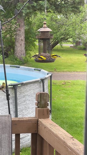 Kristen Kirschbaum (@kristenkirsch17)’s videos with Curious Animals - Felix Thoma