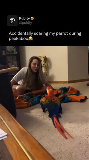 Pubity | 🦜 Peekaboo usually makes this parrot giggle and chatter, but today the surprise “boo!” caught him completely off guard. His feathers... | Instagram