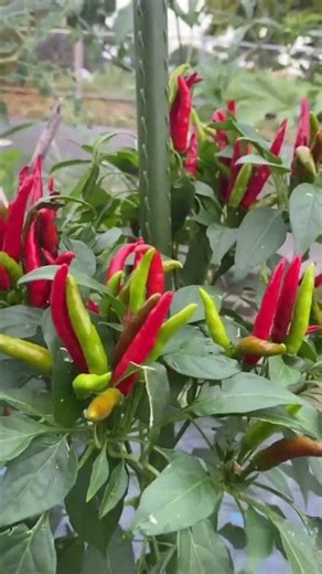 🌶️ So Many Chili Peppers! #japan #farming #viral