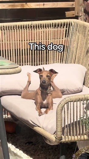 Living with an Italian Greyhound: Daily Quirks and Funny Moments 😅