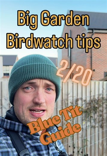 Learn About Blue Tits for the Big Garden Birdwatch