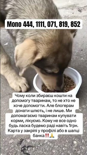 #рекомендації #україна #українськийютуб #тварини #цуценя #допомогатваринам #кошенята #підтримка
