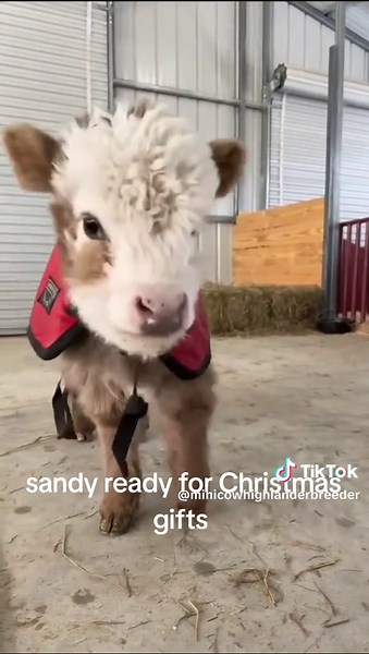 #cowcuddling #highlandcow #cuddlecow #cuddlecalf #cowexperience