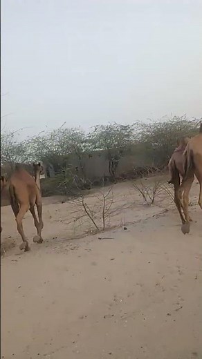 Viral You toub video #animals #goat #lifeisbutadream #culture