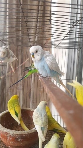 Happy budgie sounds 🥰💚💛 #budgies #parakeet #budgiesounds #birdlife