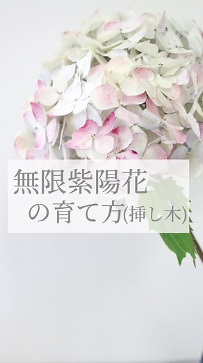無限紫陽花の育て方と管理方法