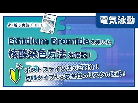 【よく解る実験プロトコル】Ethidium Bromideを用いたポストステイン