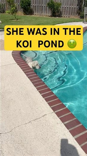 Look at the Mud Coming Off Her 😱 | Lab Jumps in Pool After Koi Pond