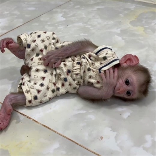 Tny NB MODO Rush Run Without Unif0rm To Pulll Kitten's Tail Tight Ask Play With Him | Cute Baby Monkey