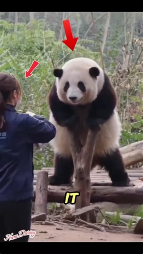 “This Panda Learned to Dance… and It’s Too Cute to Handle! 💃🐼
