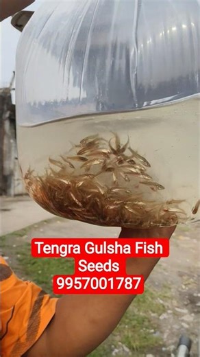Tengra (Gulsha) Fish Seeds Available 🐟 | High Profit Farming 💰
