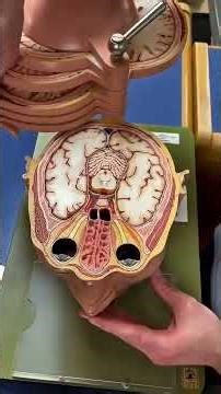 #santé //Anatomie de la tête