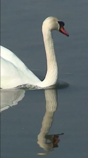 Swan Secrets 🦢 | Graceful Birds with Surprising Strength & Loyalty #Shorts