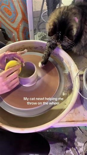 Clay and Cats: Newt's Creative Adventures