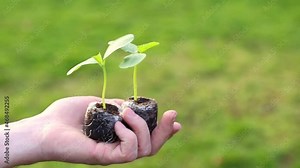 Gardening and agriculture. seedlings close-up in hand on lawn background .planting seedlings. Growing bio organic vegetables and greens.Ecological concept. Earth Day.