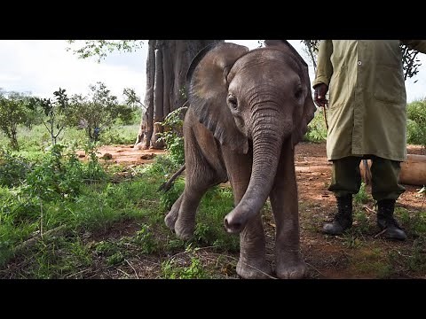 Rescue of orphan elephant Thamana | Sheldrick Trust