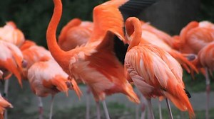 clip-628216-pink-american-flamingo-flock-grooming-itself