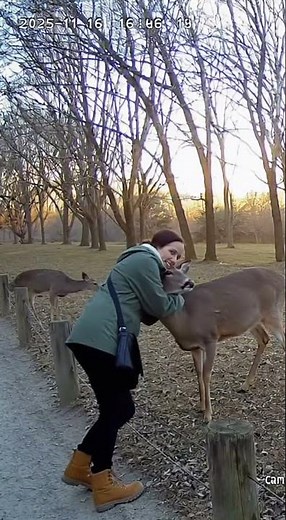 Woman Gets Sweet Hug From Wild Deer! 🦌