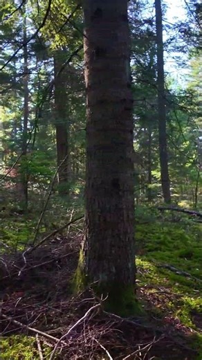 Forest Walk: Early Spring 🌿 | 4K Poland 2026