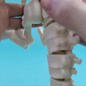 6.9K views · 61 reactions |  Spinosaurus Skeleton Articulated/Flexi • 3D files ➡️ Download 3D print model: https://cults3d.com/:2776337  Designed by OriginalToys3D | Cults. | Facebook