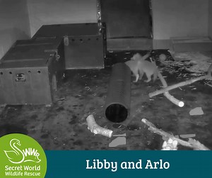 Update on Libby & Arlo! 🦊💚 We are excited to share some lovely footage from Libby and Arlo’s first 24 hours together. They have been settling in well and are enjoying the enrichment in their temporary home. Minimal human interaction is crucial, so the team have set up cameras to keep an eye on them. Leaving them to their own devices will encourage natural behaviours, helping them develop the skills they will need in the wild. It is wonderful to see them playing, exploring, and learning from ea
