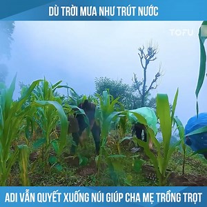 155K views · 3.9K reactions | Dù trời mưa như trút nước, Adi vẫn quyết xuống núi giúp cha mẹ trồng trọt #reviewcuocsong #Review #Gina #Nepal | Dillan Schwartz | Facebook