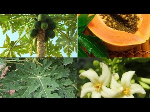 How to Cure Ulcer with Unripe Paw-Paw (Papaya): Proven Steps