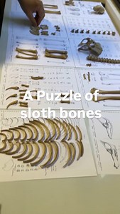 Can’t wait to see it fully assembled! It’ll be an incredible educational tool for learning more about sloth anatomy. | The Sloth Conservation Foundation