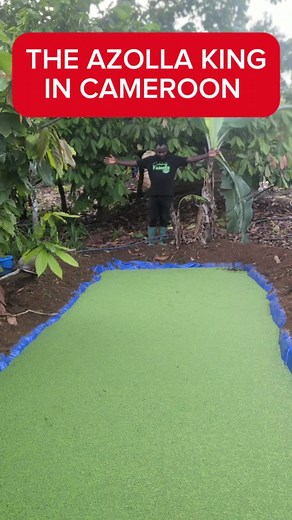 Azolla King: Sustainable Farming in Cameroon