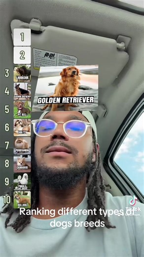 Ranking Different Types of Dog Breeds