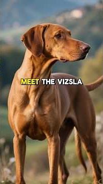 VIZSLAS Explained by AI ✨ BEST TRAINING GUIDE: PROS & CONS, TIPS & FACTS for BEGINNERS #dogs101