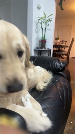 #shadow# a messmaker# cute 🥰