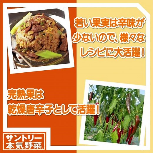 サントリー本気野菜 トウガラシ 「韓国うまみ唐辛子」商品紹介（ショートVer.) 11秒